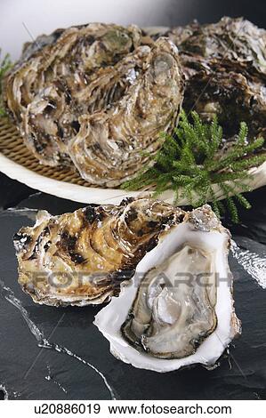 Stock Photo - Oysters. Fotosearch