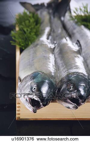 Salmon View Large Photo Image Stock Photograph - Salmon. Fotosearch