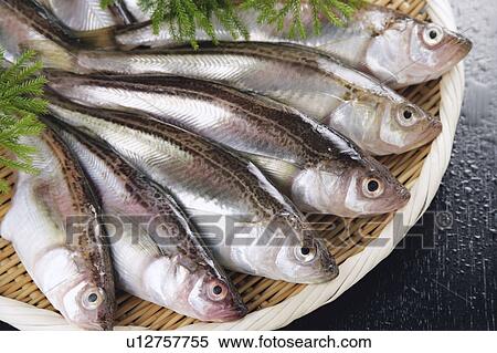 Stock Photography - Sandfish. Fotosearch