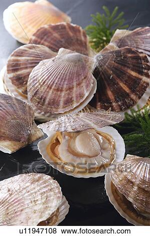 Scallop View Large Photo Image Stock Photo - Scallop. Fotosearch