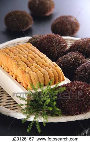 Stock Photo - Sea urchin. Fotosearch