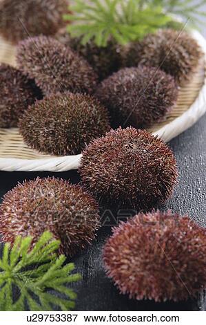 Stock Photo - Sea urchin. Fotosearch