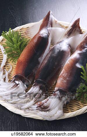 Picture - Squids. Fotosearch
