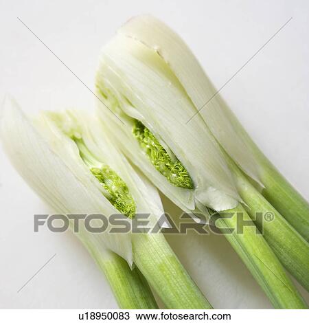 Close up of stalk and bulb of fennel cut in half. View Large Photo Image Stock Image - Close up of stalk and bulb of fennel cut in half.. Fotosearch