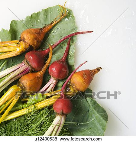 Freshly washed red and golden beets resting on lettuce leaf. View Large Photo Image Stock Photo - Freshly washed red and golden beets resting on lettuce leaf.. Fotosearch