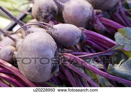 Stock Image - Beet bulbs. Fotosearch