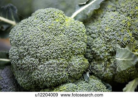 Broccoli heads View Large Photo Image Stock Photo - Broccoli heads. Fotosearch