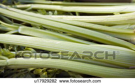 Celery stalks View Large Photo Image Stock Image - Celery stalks. Fotosearch
