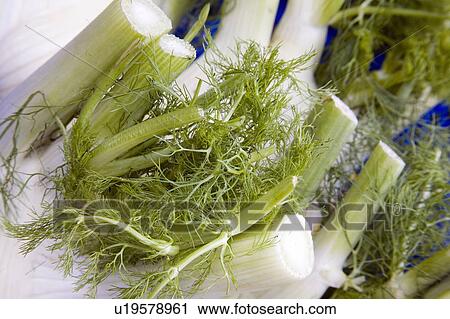 Stock Image - Fennel bulbs. Fotosearch