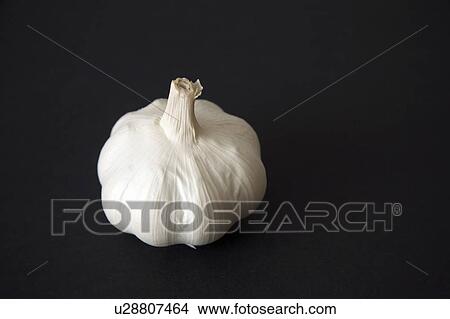 Picture - Garlic bulb on black background. Fotosearch