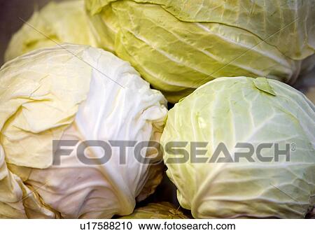 Stock Image - Green cabbage heads. Fotosearch