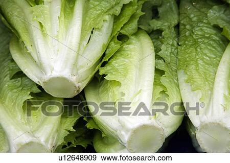 Heads of lettuce View Large Photo Image Stock Photo - Heads of lettuce. Fotosearch