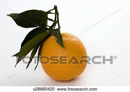 Orange with stem and leaves View Large Photo Image Stock Image - Orange with stem and leaves. Fotosearch