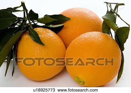 Oranges with stem and leaves View Large Photo Image Stock Image - Oranges with stem and leaves. Fotosearch