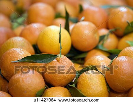 Picture - Tangerines with stem and leaves. Fotosearch