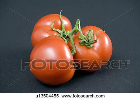 Tomatoes on the vine, black background View Large Photo Image Stock Photography - Tomatoes on the vine, black background. Fotosearch
