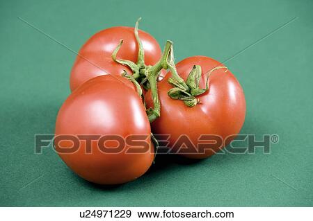 Tomatoes on the vine, green background View Large Photo Image Stock Photo - Tomatoes on the vine, green background. Fotosearch