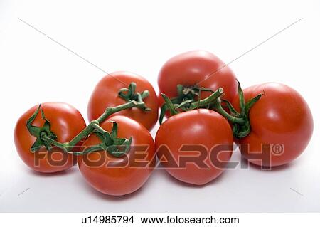 Tomatoes on the vine View Large Photo Image Picture - Tomatoes on the vine. Fotosearch