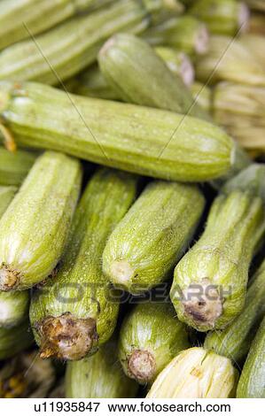 Stock Photo - Zucchini. Fotosearch