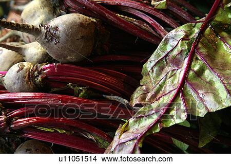 Beet bulbs View Large Photo Image Picture - Beet bulbs. Fotosearch