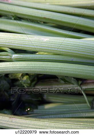 Stock Photo - Celery stalks. Fotosearch