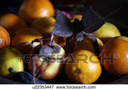 Stock Photo - Closeup of oranges with decorative bugs. Fotosearch