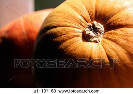 Closeup of pumpkins View Large Photo Image Stock Photo - Closeup of pumpkins. Fotosearch