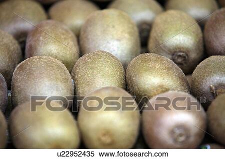 Kiwi fruit View Large Photo Image Stock Photography - Kiwi fruit. Fotosearch