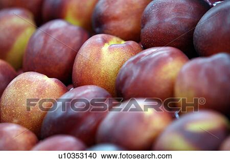 Nectarines View Large Photo Image Stock Image - Nectarines. Fotosearch