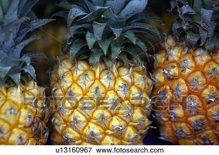 Pineapple View Large Photo Image Stock Photo - Pineapple. Fotosearch