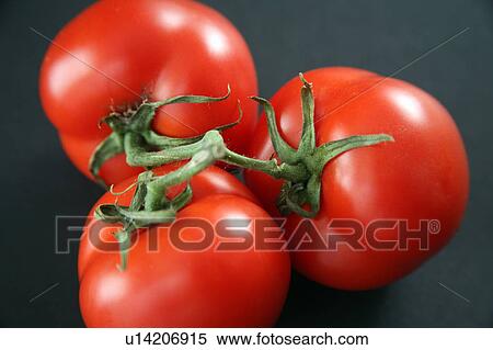 Tomatoes on the vine, black background View Large Photo Image Stock Photography - Tomatoes on the vine, black background. Fotosearch