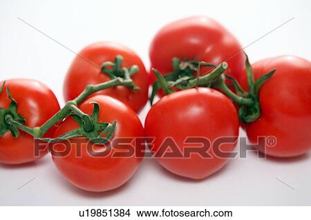 Tomatoes on the vine View Large Photo Image Picture - Tomatoes on the vine. Fotosearch