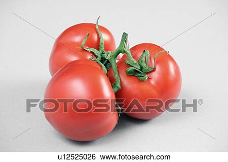 Stock Photograph - Tomatoes on the vine. Fotosearch
