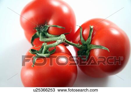 Tomatoes on the vine, white background View Large Photo Image Stock Image - Tomatoes on the vine, white background. Fotosearch