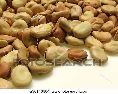 Broad, Beans, Dried, Organic, Cooking, Seeds, Vegetable View Large Photo Image Picture - Broad, Beans, Dried, Organic, Cooking, Seeds, Vegetable. Fotosearch