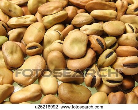 Stock Image - Broad, Beans, Dried, Organic, Cooking, Seeds, Vegetable. Fotosearch