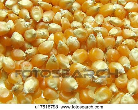 Stock Photo - Corn, Dry, Dried, Organic, Cooking, Seeds, Vegetable. Fotosearch