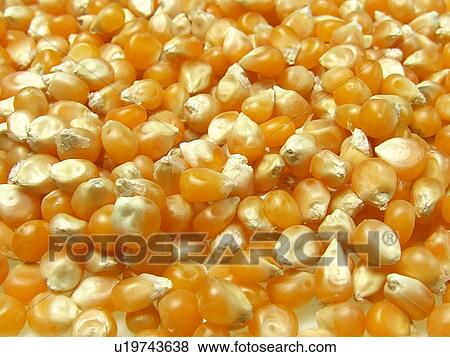 Stock Photo - Corn, Dry, Dried, Organic, Cooking, Seeds, Vegetable. Fotosearch