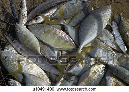fish, dead, food, fishing, net, Fish, RAK View Large Photo Image Stock Photograph - fish, dead, food, fishing, net, Fish, RAK. Fotosearch