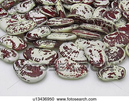 Pinto, Beans, Dried, Organic, Cooking, Seeds, Vegetable View Large Photo Image Stock Image - Pinto, Beans, Dried, Organic, Cooking, Seeds, Vegetable. Fotosearch