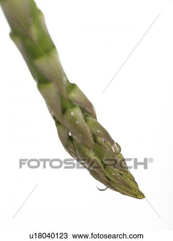 Asparagus spear View Large Photo Image Stock Image - Asparagus spear. Fotosearch
