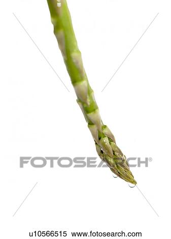 Stock Photography - Asparagus. Fotosearch