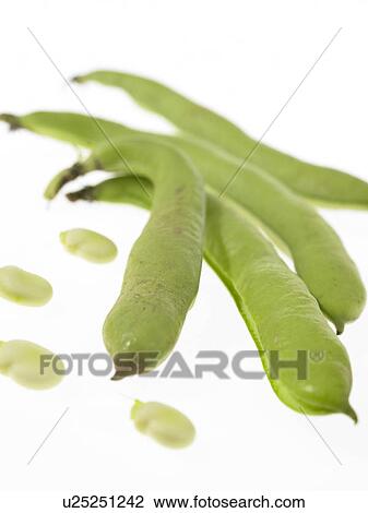 Stock Image - Broad Beans. Fotosearch