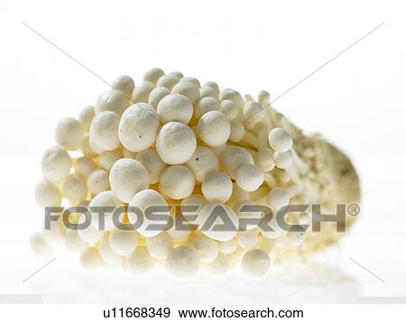 Stock Photo - bunch of Mushroom. Fotosearch