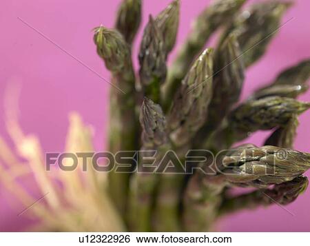 Stock Photograph - Bundle of asparagus. Fotosearch