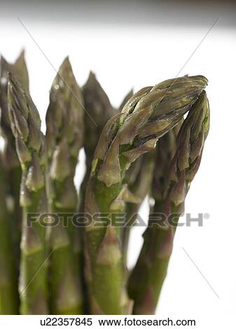 Stock Photography - Bundle of asparagus. Fotosearch