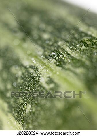 Close-up of Marrow View Large Photo Image Picture - Close-up of Marrow. Fotosearch