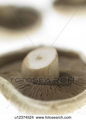 Picture - Close-up of Mushroom. Fotosearch