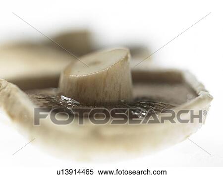 Stock Photography - Close-up of Mushroom. Fotosearch