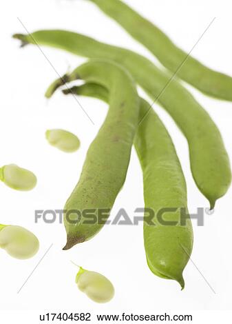 Stock Image - Group of broad beans. Fotosearch